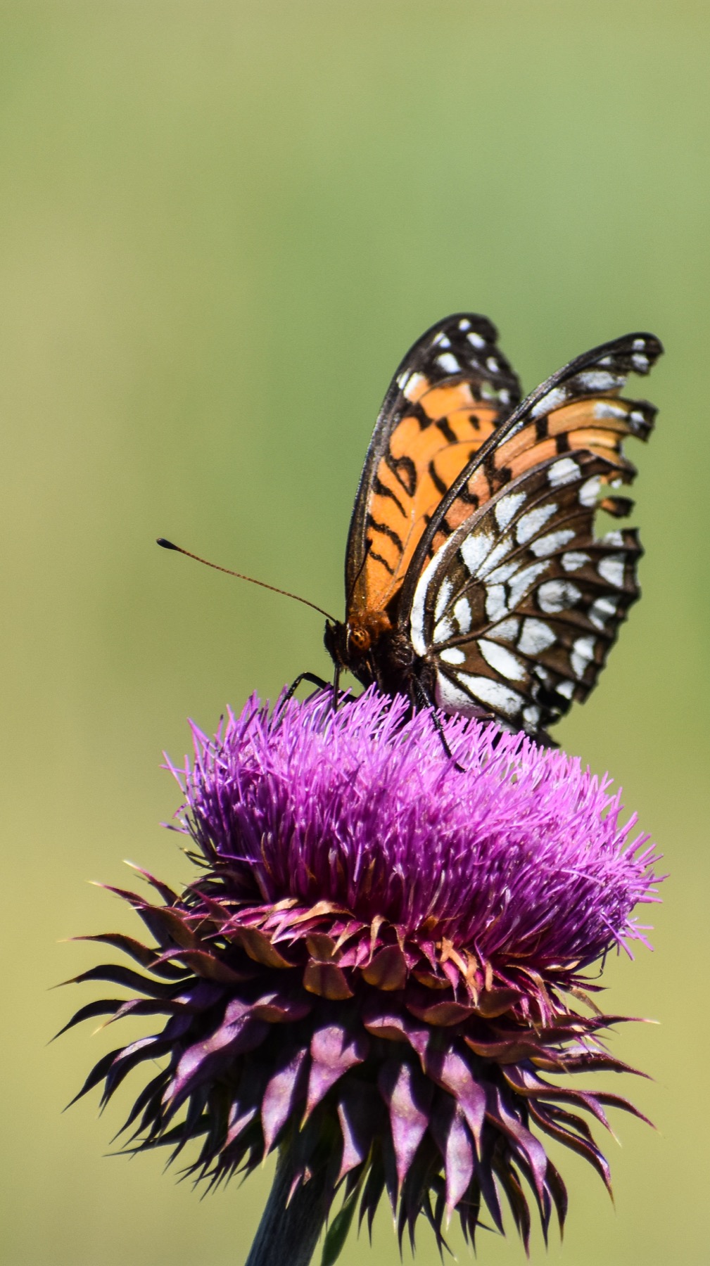 Regal fritillary perched on a purple musk thistle bloom
